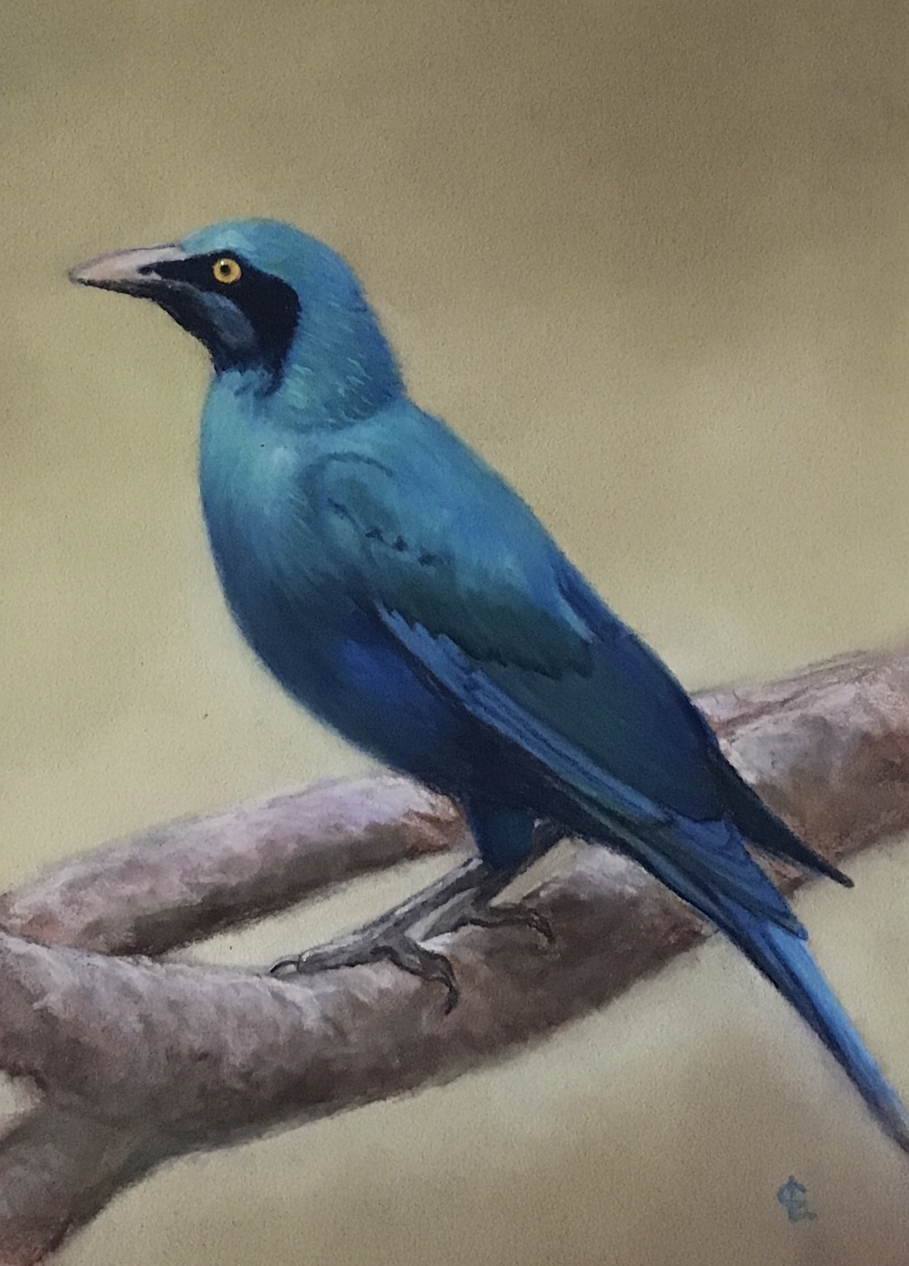 Greater blue-eared starling - pastel - 20 x 26 cm - €75,00