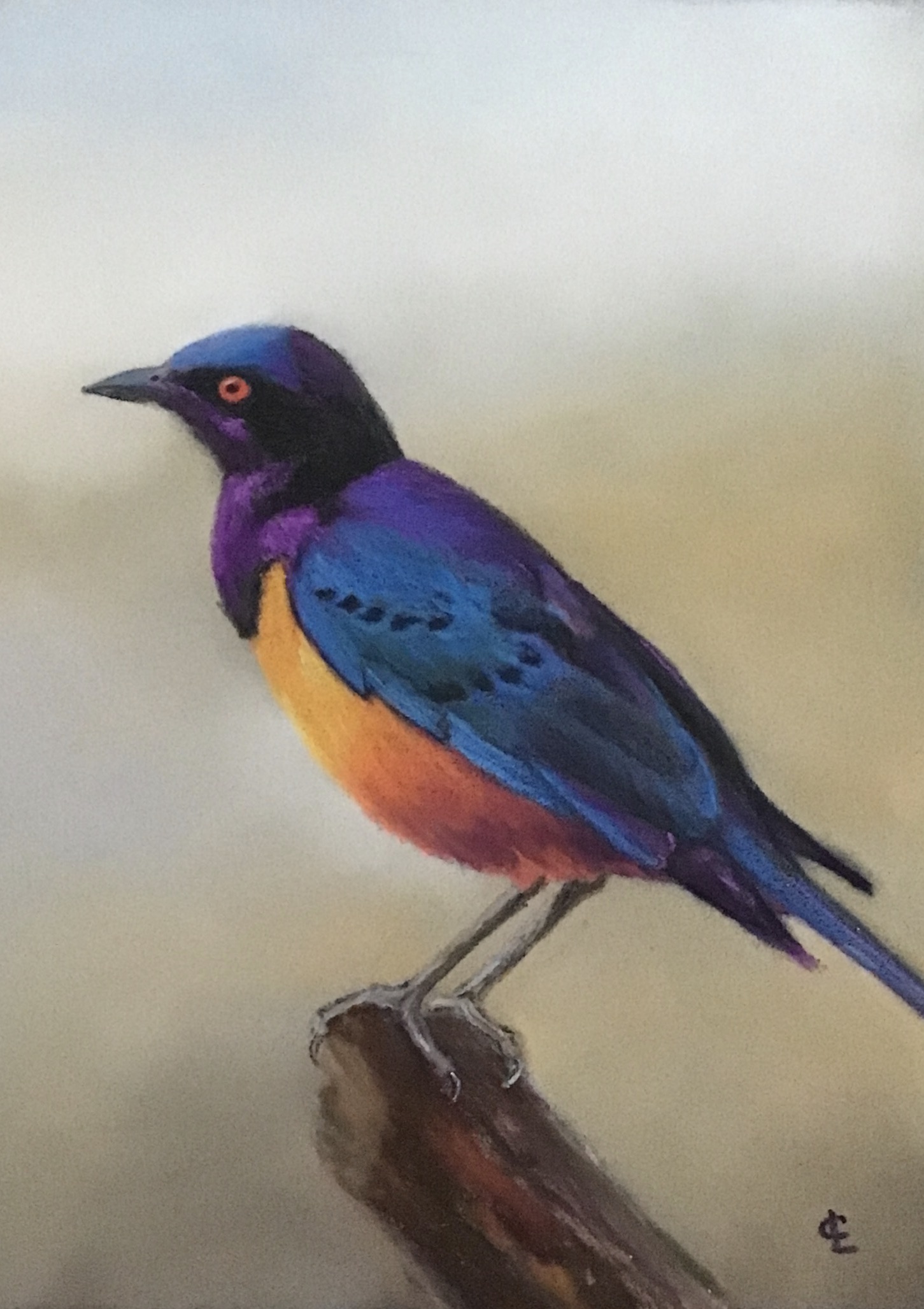 Hildebrandt's starling - pastel - 20 x 26 cm - €75,00