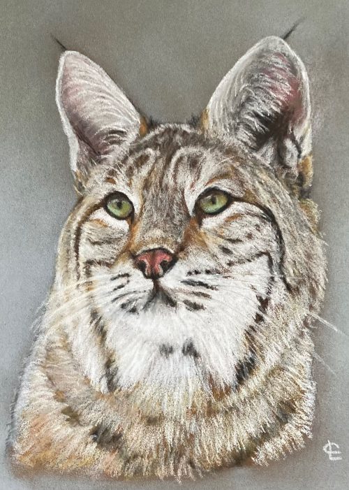 Lynx- pastel 22 x 22 cm - €120,00