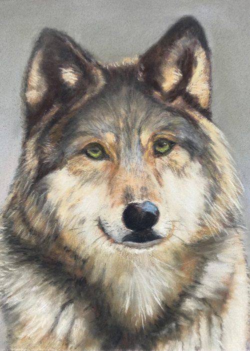 Wolf- pastel 22 x 22 cm - €120,00