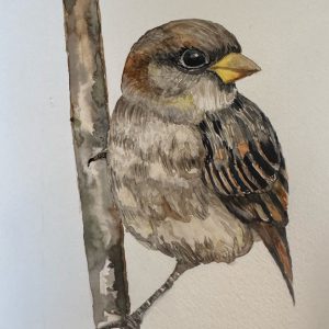 Mus Aquarel 23x32cm € 40,00